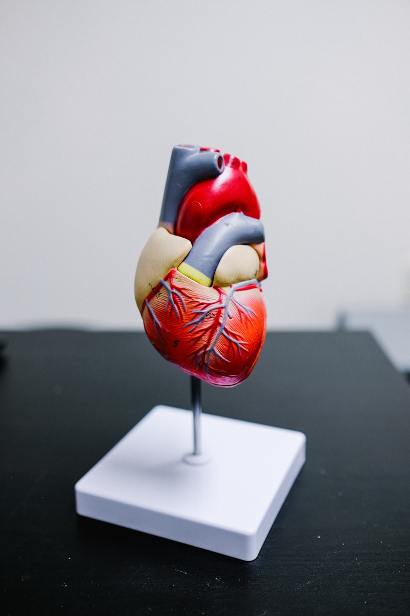 Anatomical heart model mounted on a white stand.