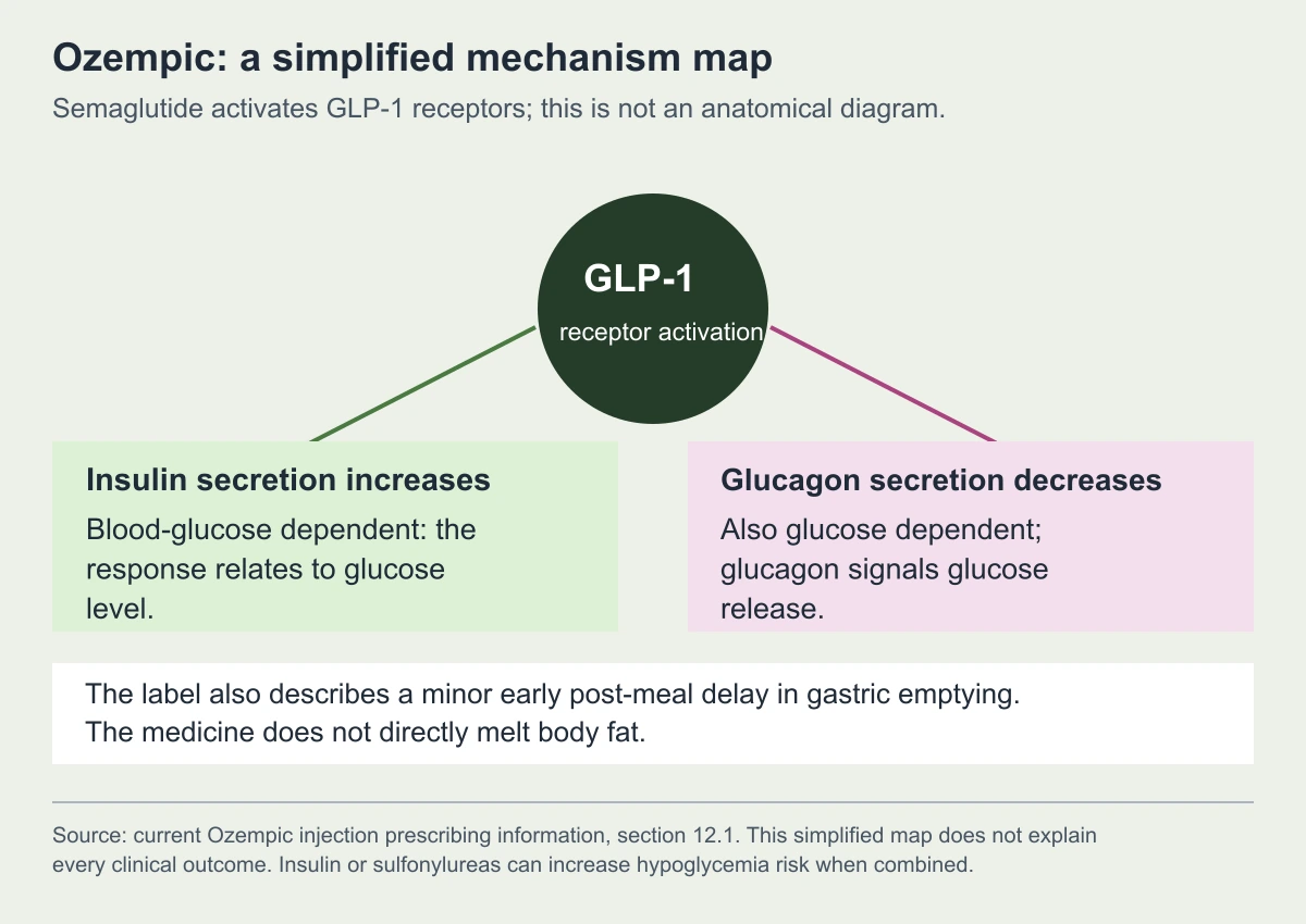 Simplified Ozempic mechanism diagram: GLP-1 receptor activation increases insulin and lowers glucagon in a glucose-dependent manner. The injection label also describes a minor early post-meal gastric-emptying delay.