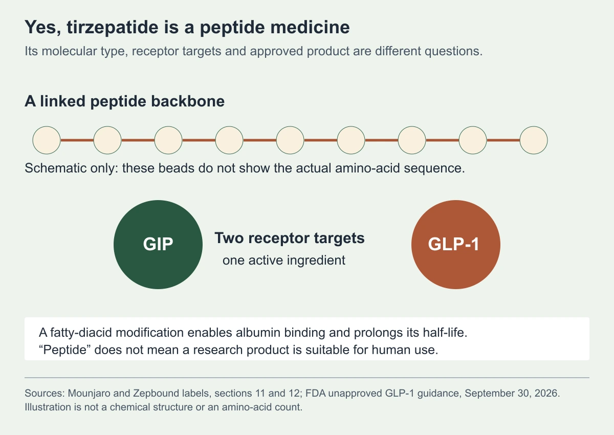 Conceptual peptide chain and two circles labeled GIP and GLP-1 show tirzepatide’s receptor targets. Albumin-binding modification prolongs half-life. Beads do not represent the actual sequence.