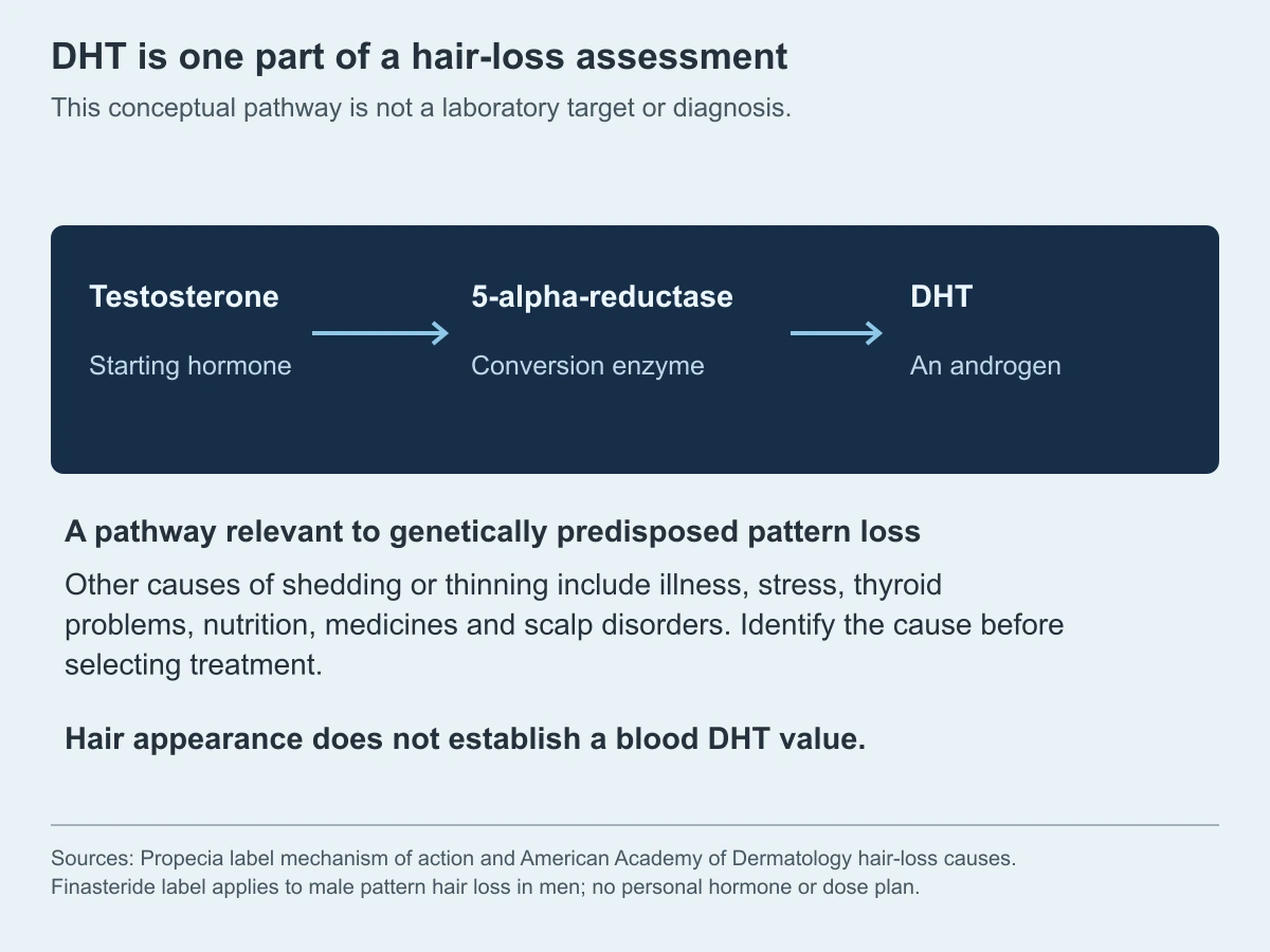 DHT is one part of a hair-loss assessment. This conceptual pathway is not a laboratory target or diagnosis.