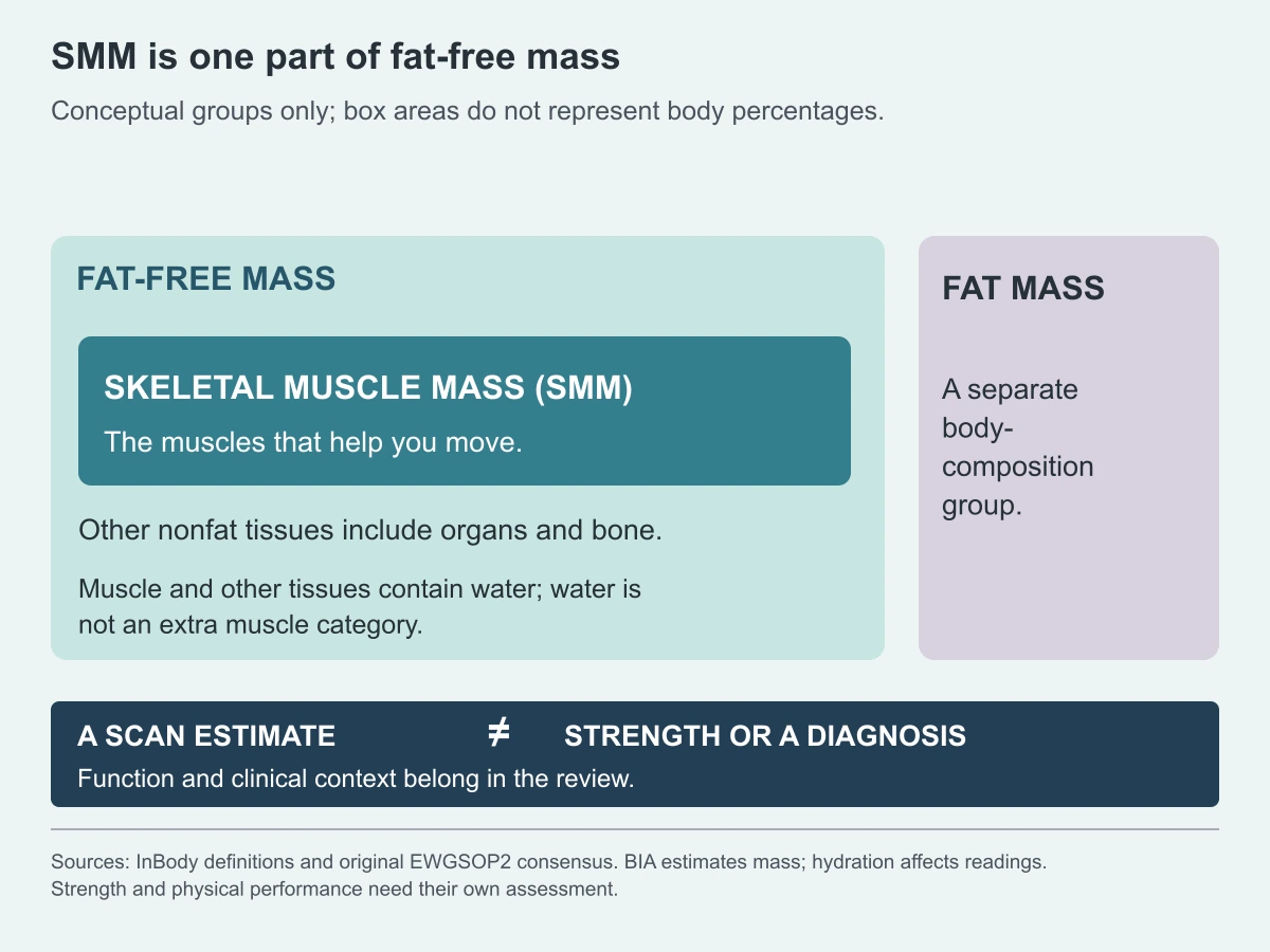 SMM is one part of fat-free mass. Conceptual groups only; box areas do not represent body percentages.